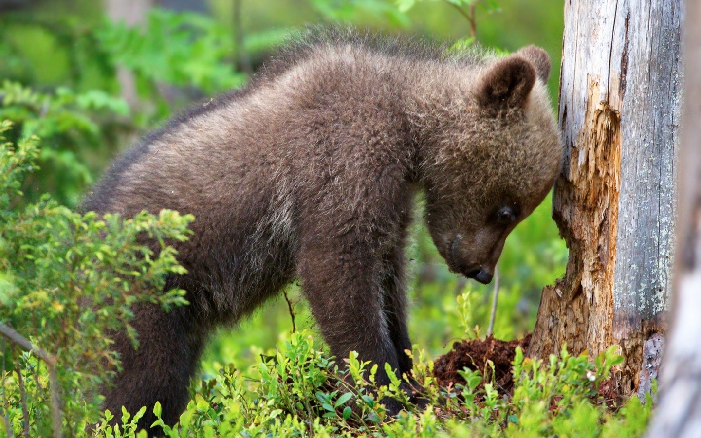 animals, cub, bear, tree, forest