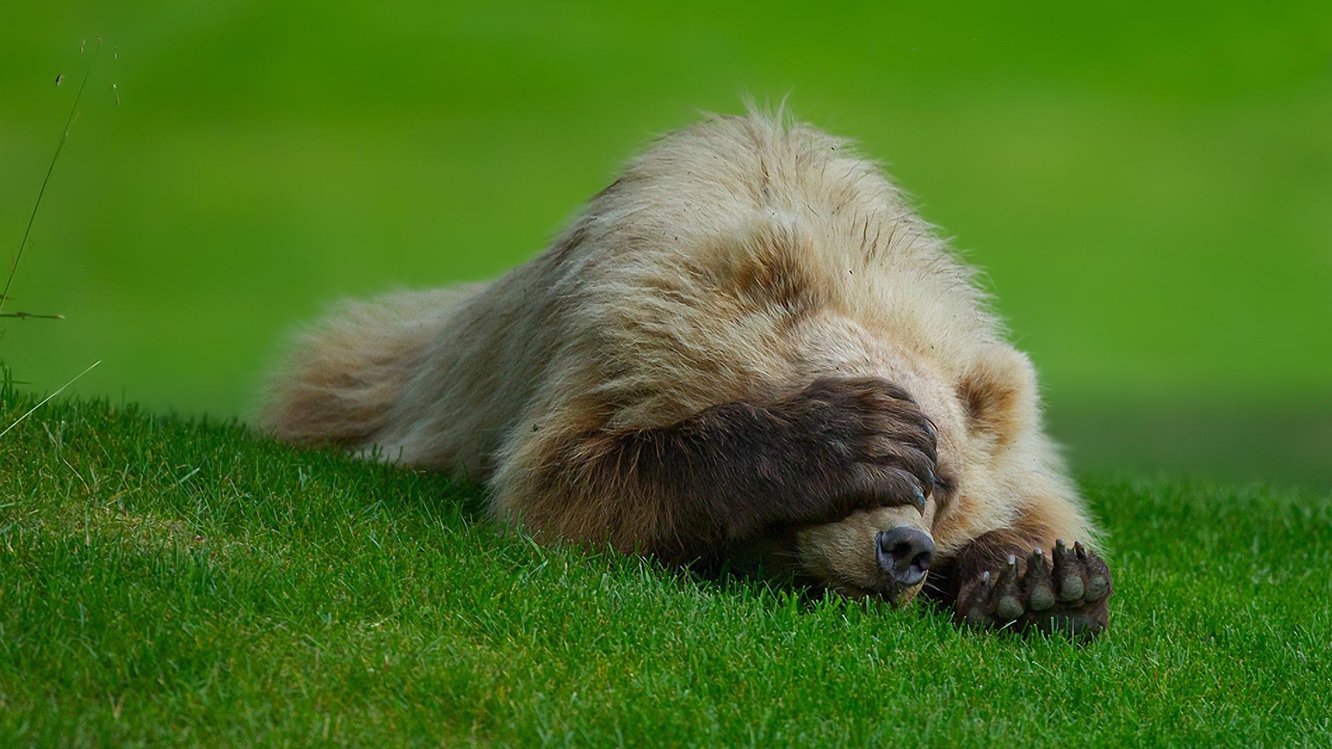 bear, claws, grass, playing