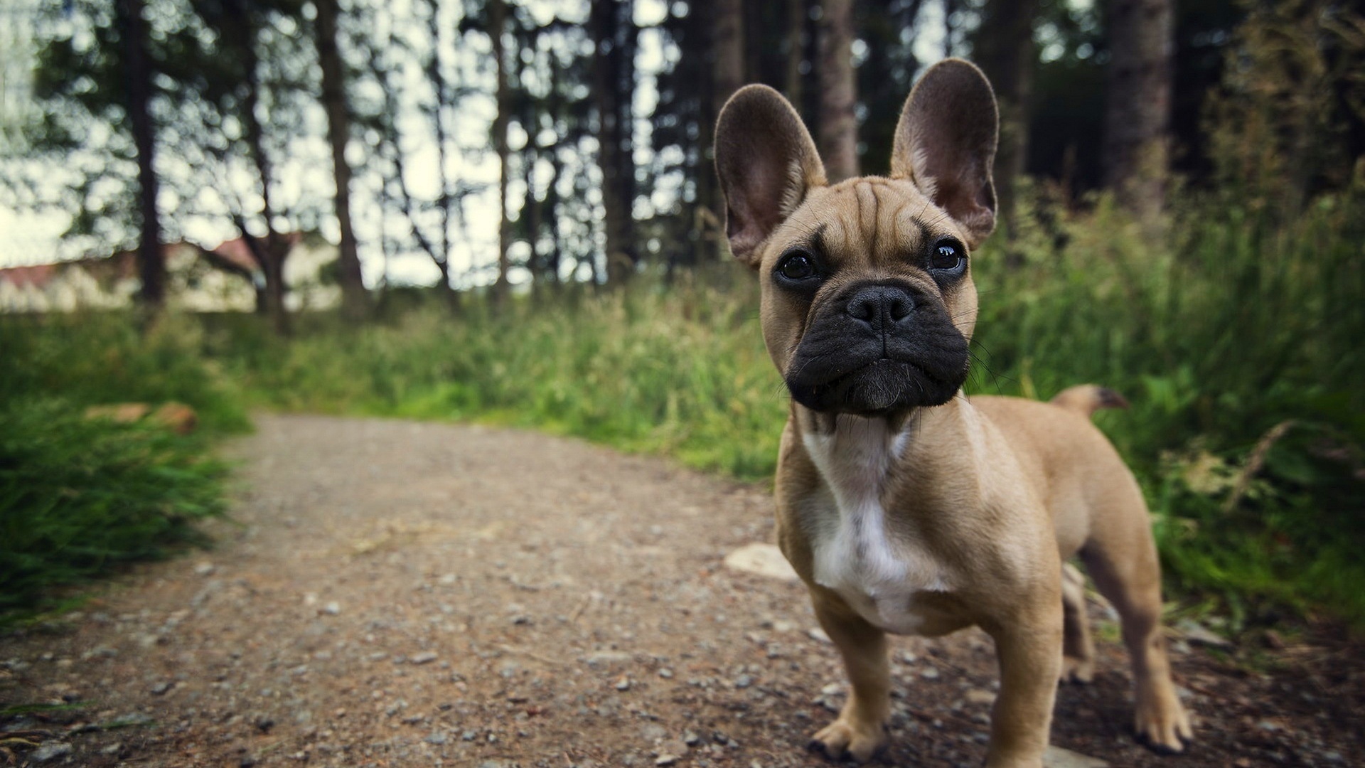 french, bulldog, path, forest, , , , , 