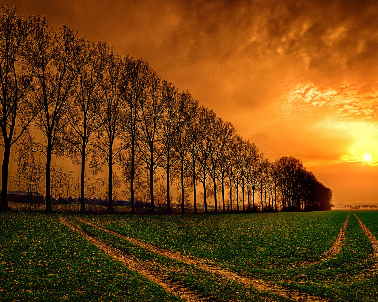 sunset, field, trees, sky