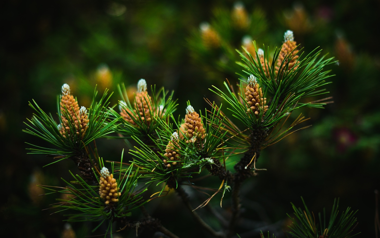 , pine needles, , 