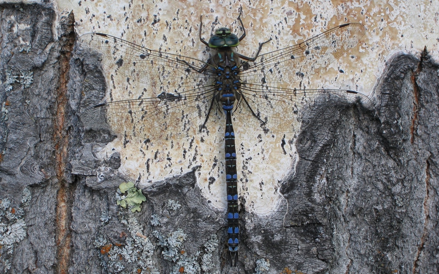 dragonfly, beetle, close-up