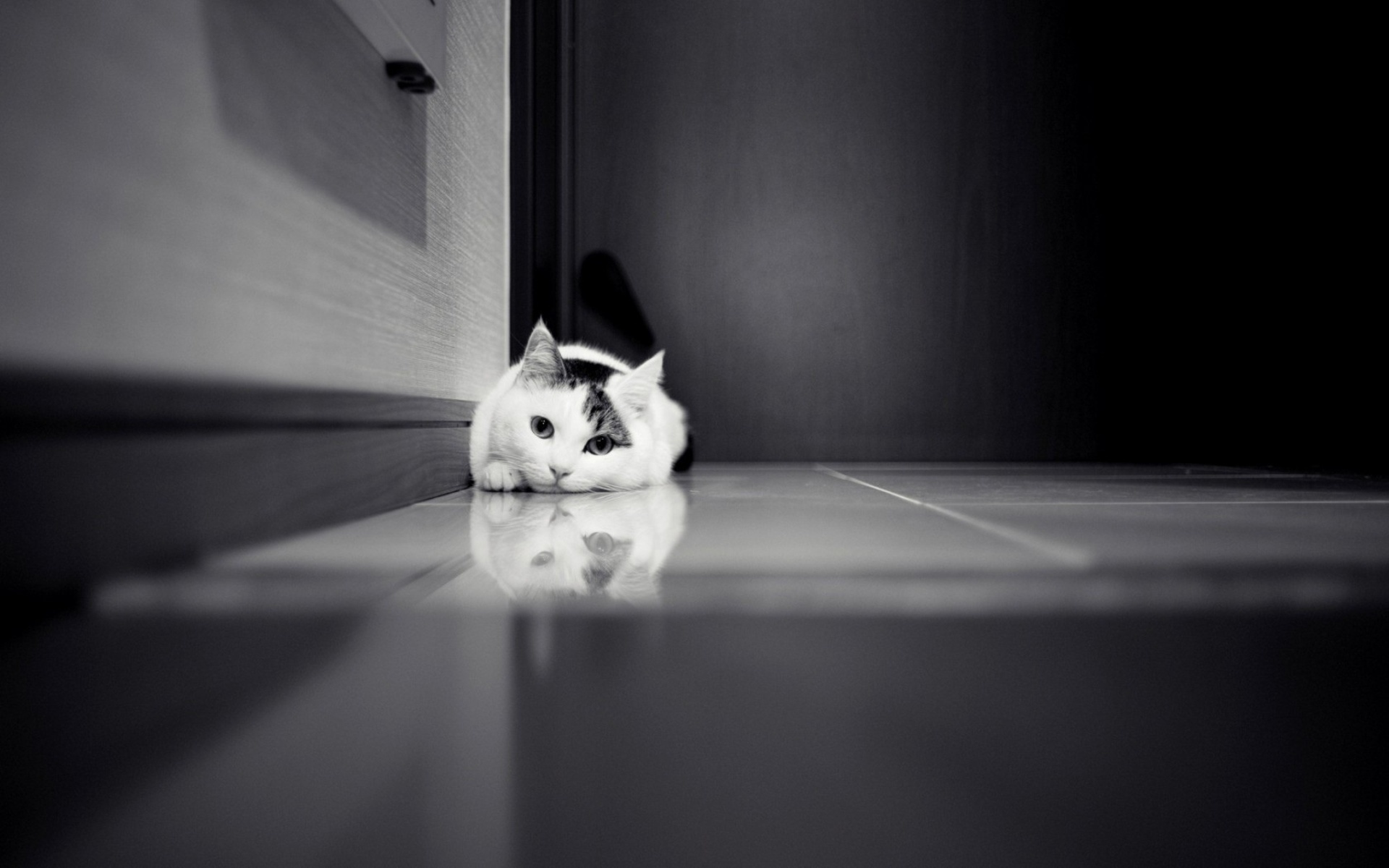 cat, floor, lonely, black and white, , kitten