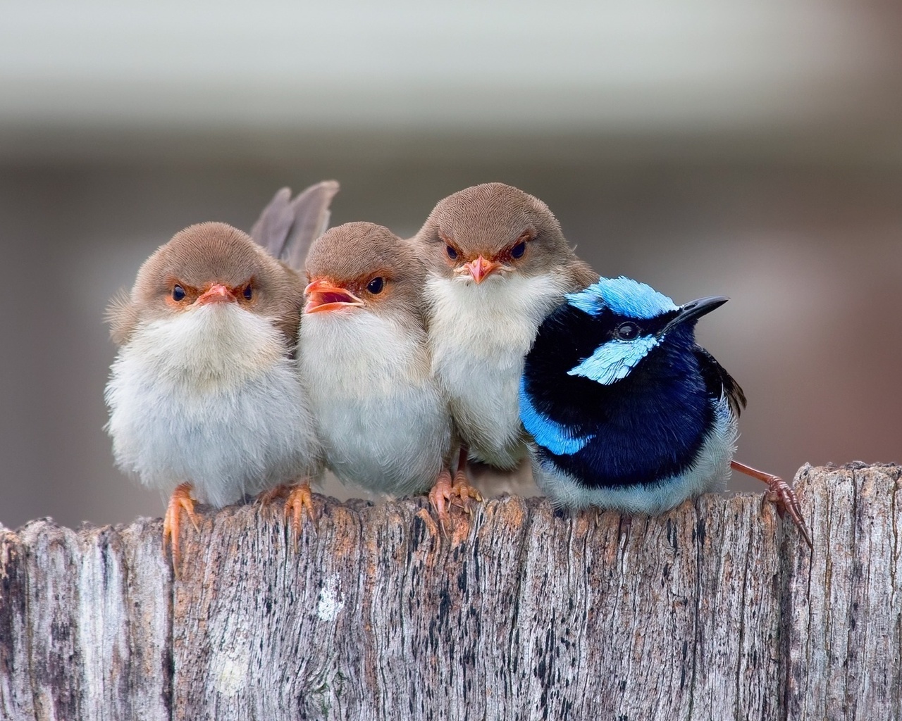 , , , angry birds