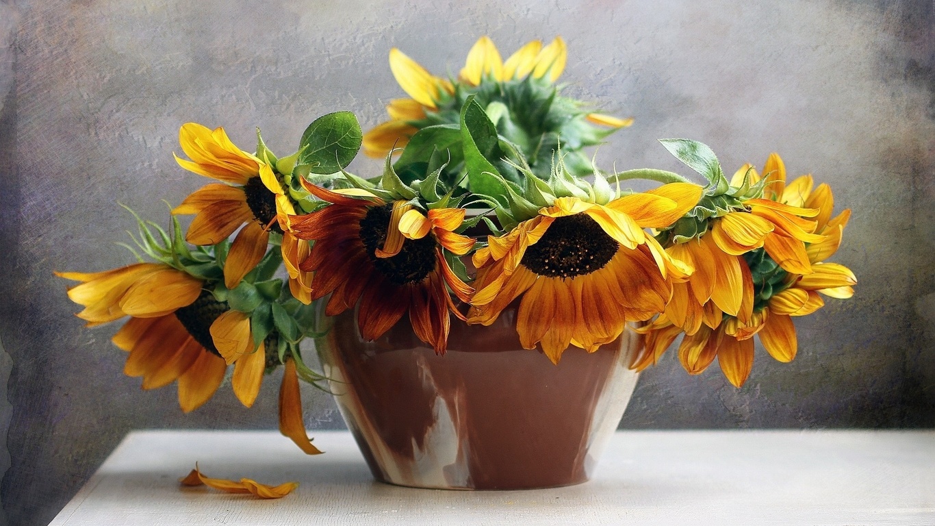 flowers, bouquet, still, life, flower, nature, sunflowers