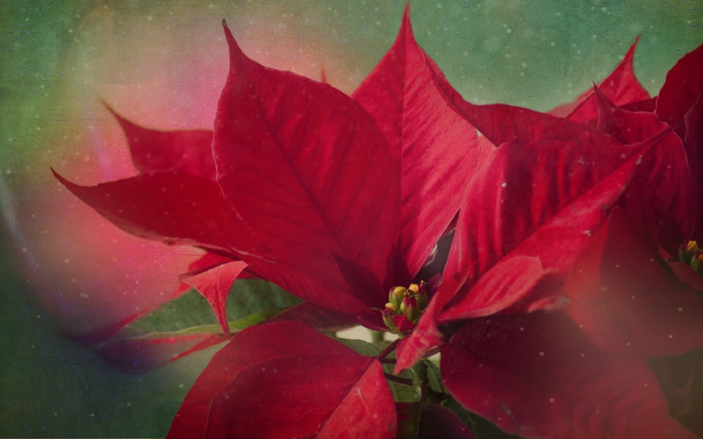  , christmas time, poinsetia, dimitra lefterova