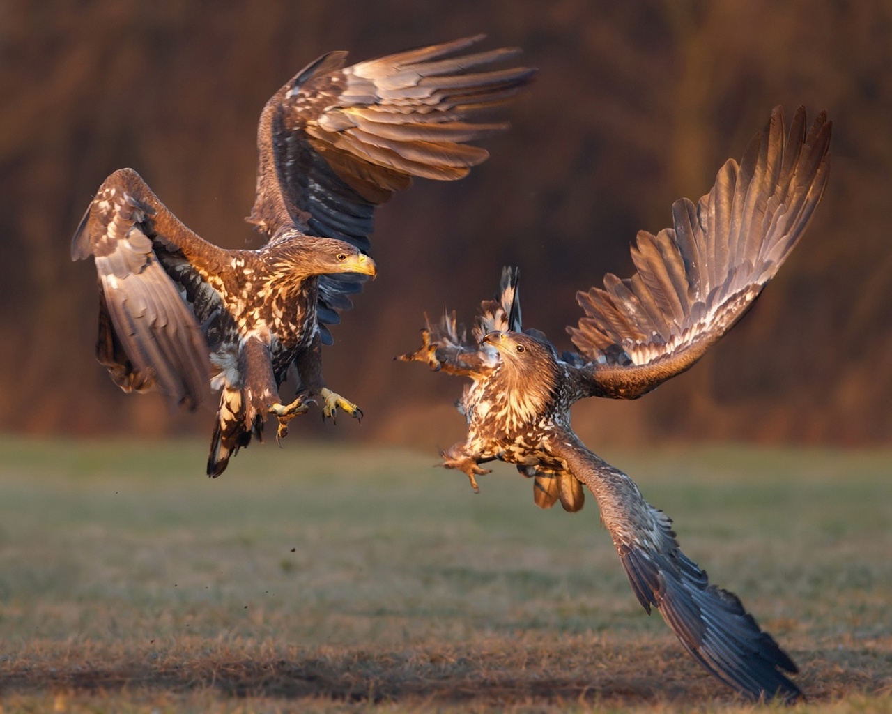   , white-tailed eagle, -,  