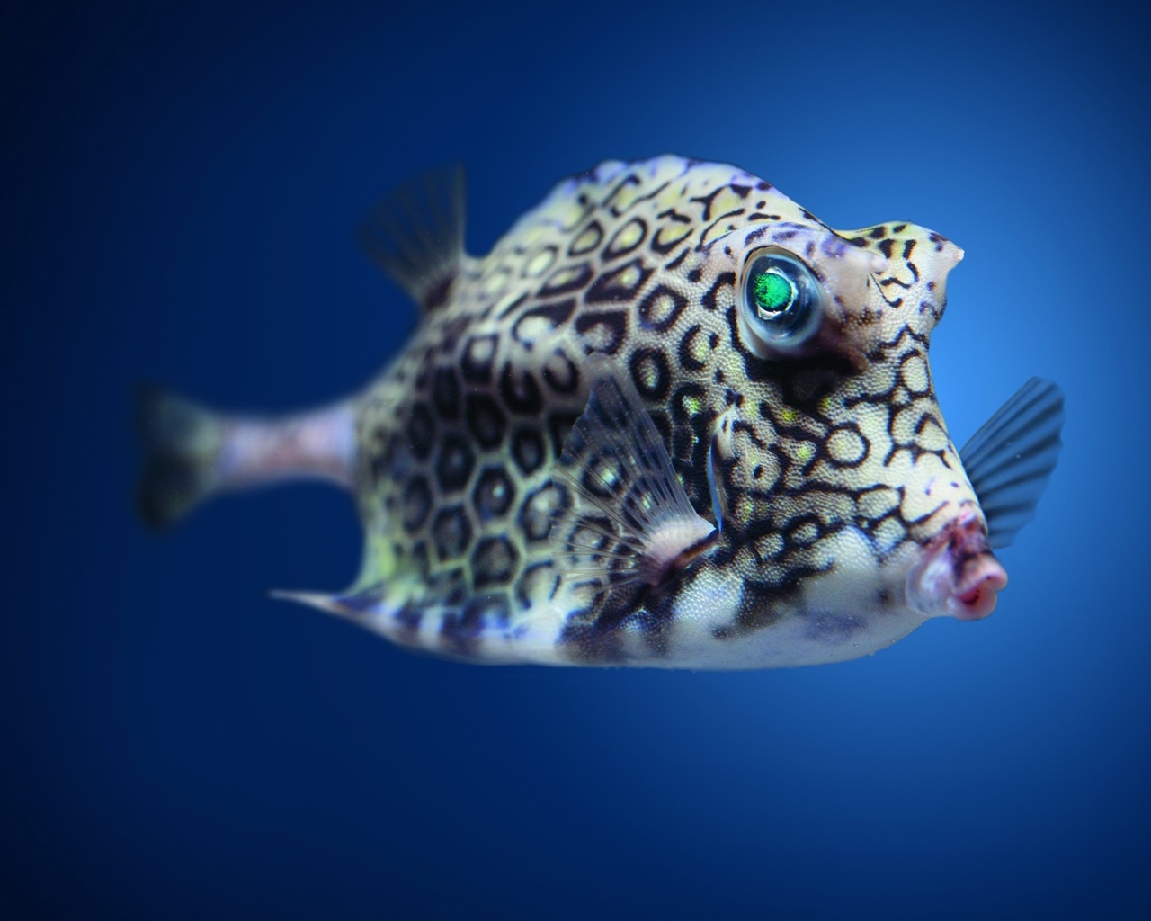 boxfish, cowfish, , 