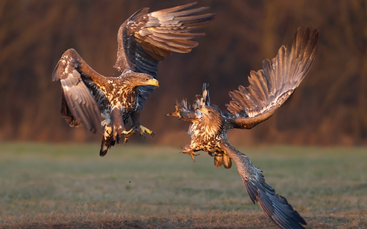   , white-tailed eagle, -,  