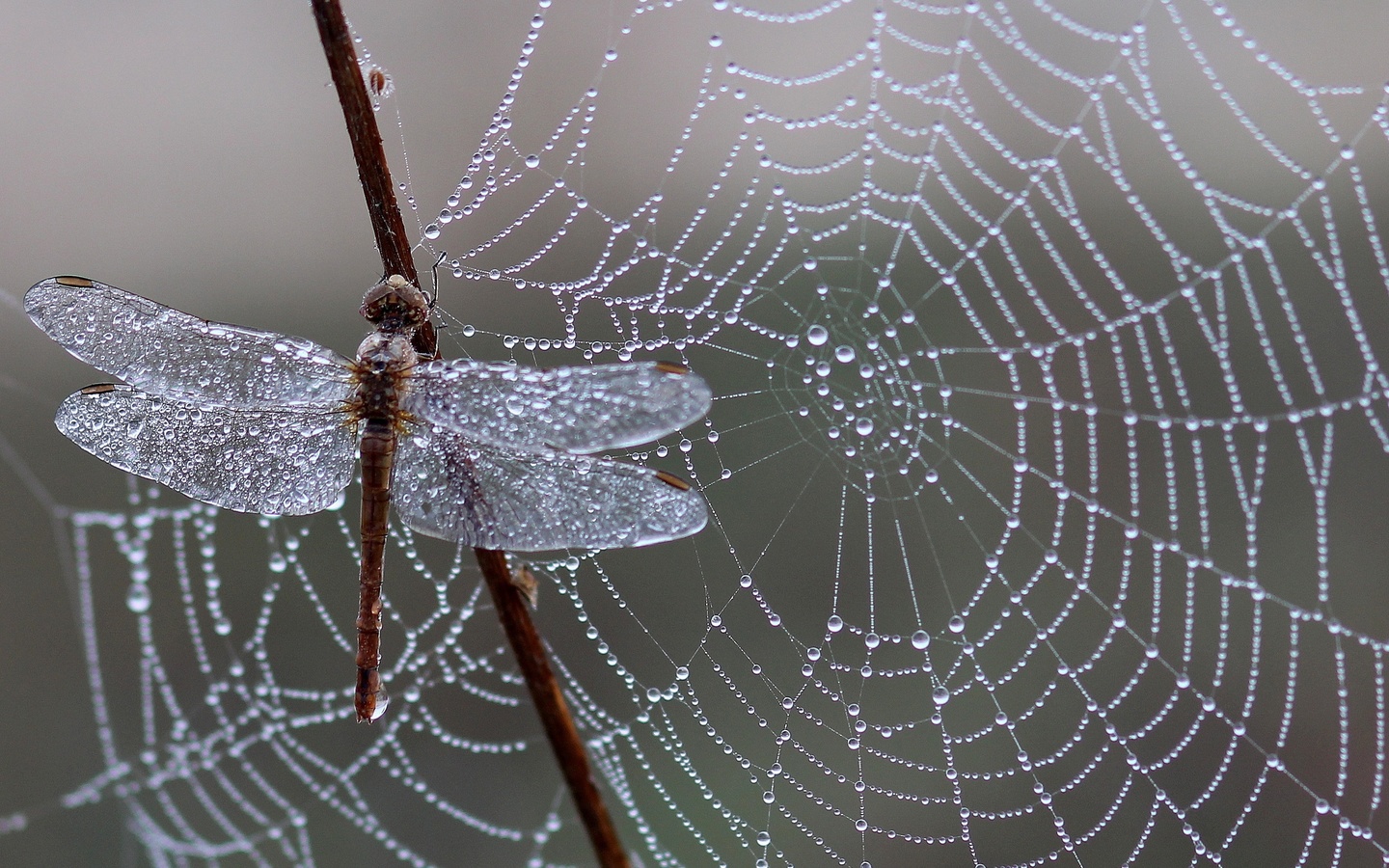 dragonfly, , , , , 