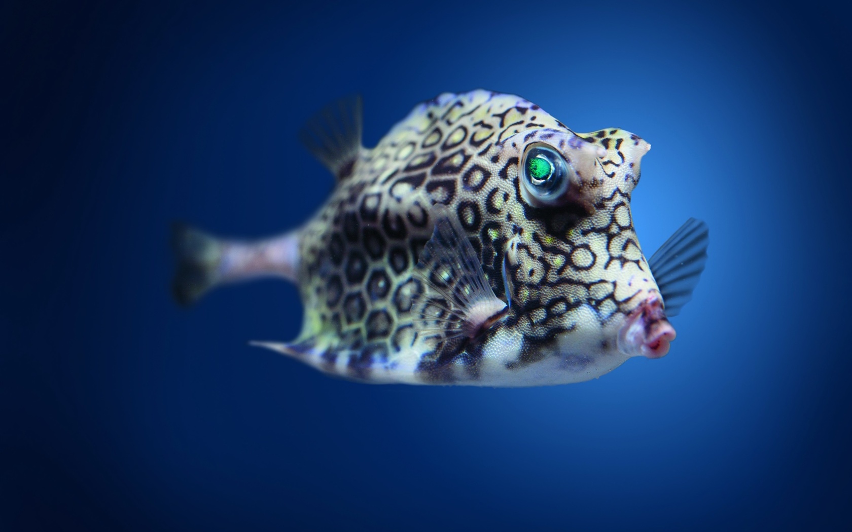 boxfish, cowfish, , 