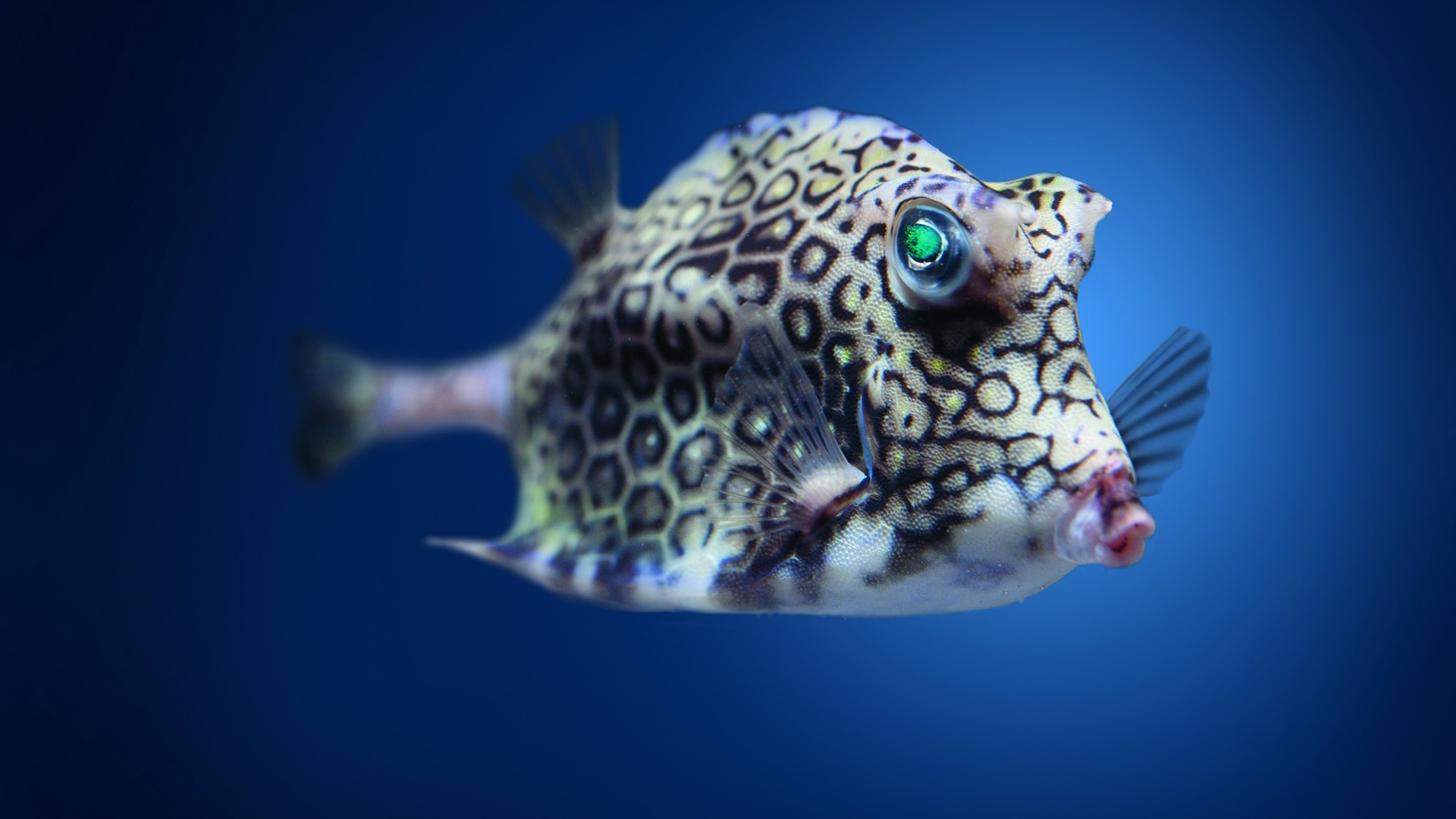 boxfish, cowfish, , 