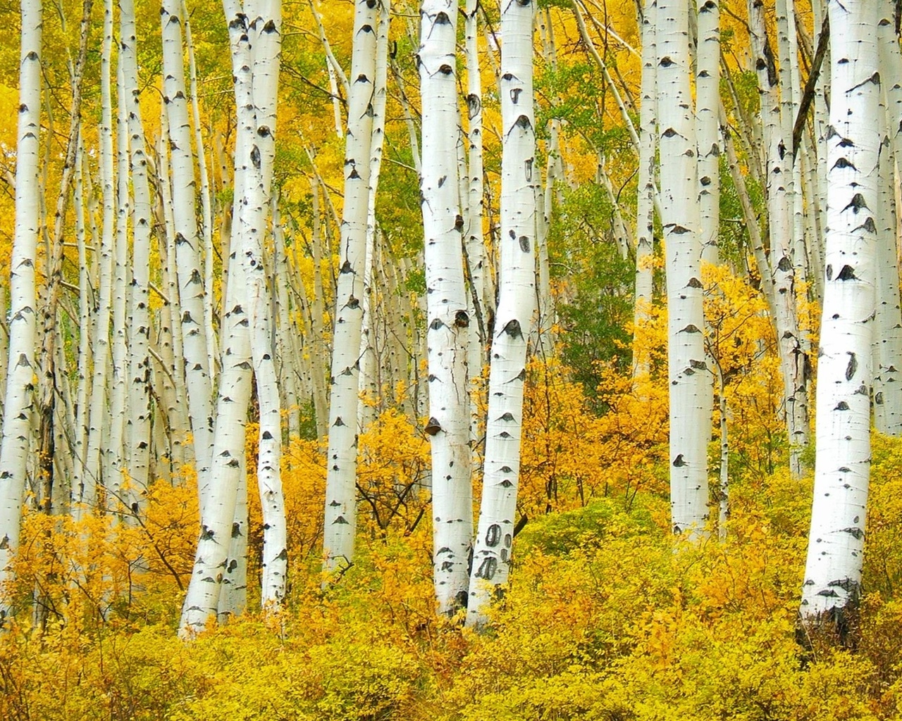 aspen,  , populus tremuloide shumen, , , colorado