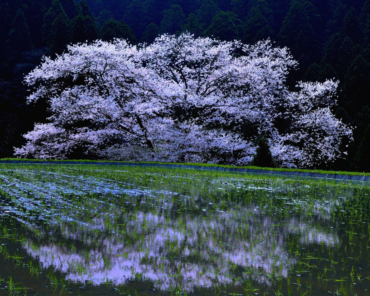 , sakura, cherry blossoms, , , 