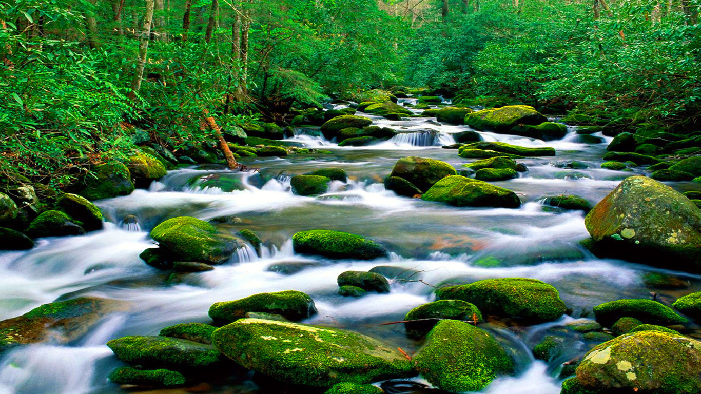горная река, riverbed рок, зеленый мох, лес, густая растительность, hd