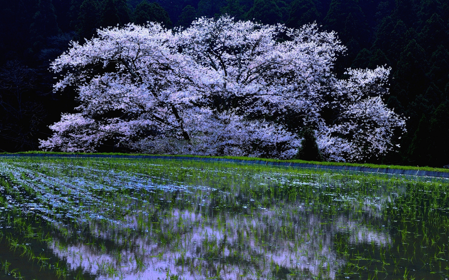 , sakura, cherry blossoms, , , 