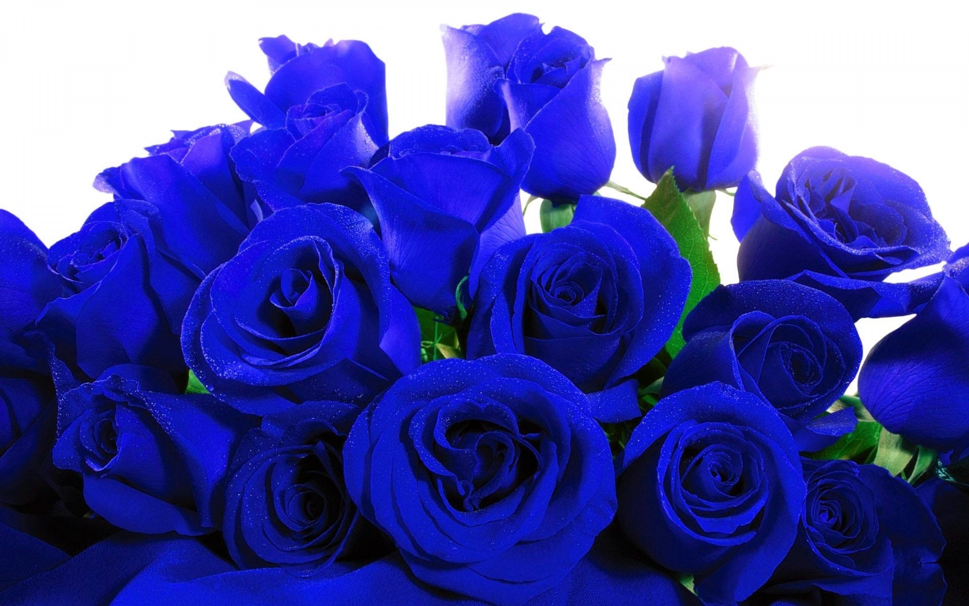 blue, roses, 