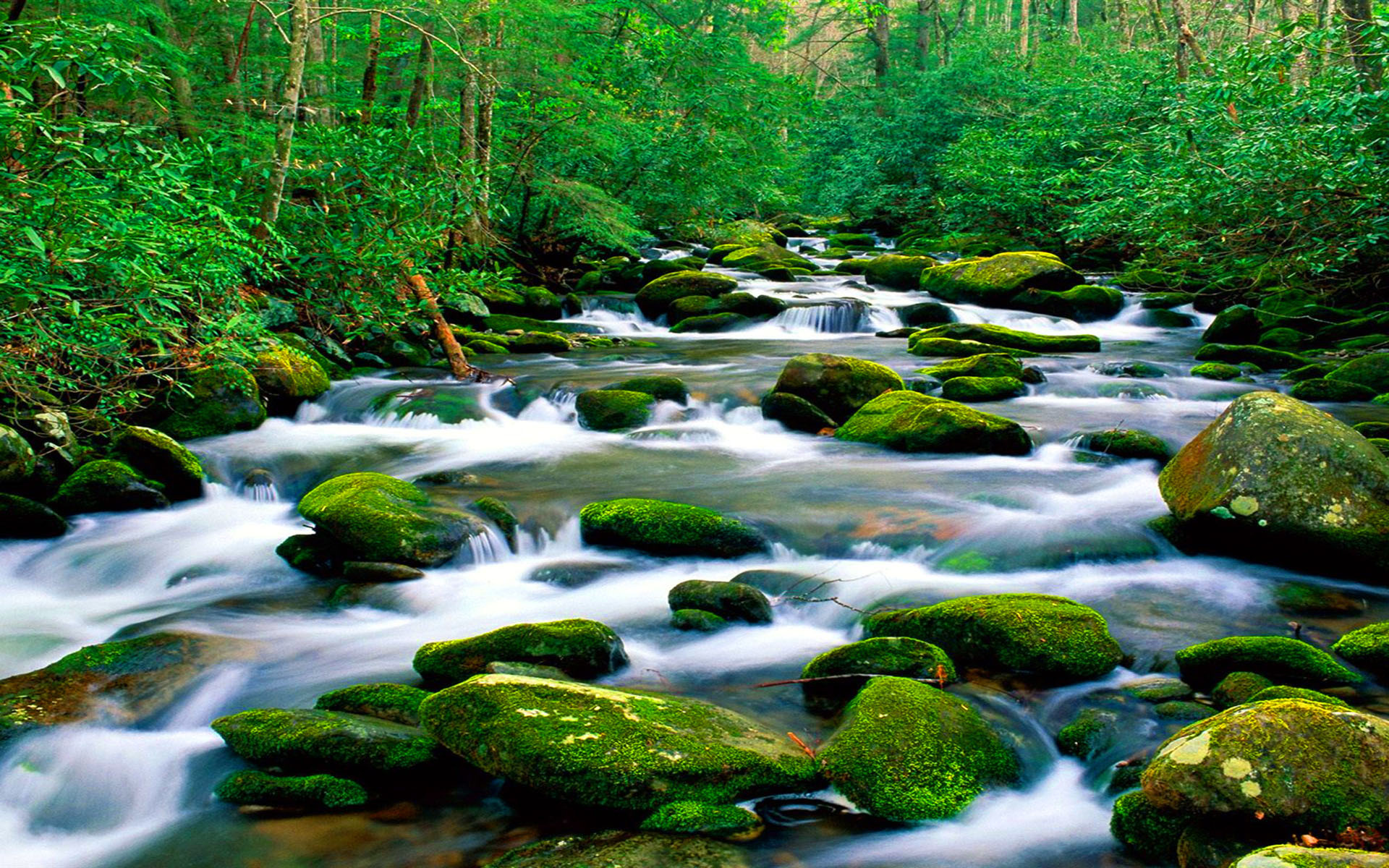 горная река, riverbed рок, зеленый мох, лес, густая растительность, hd