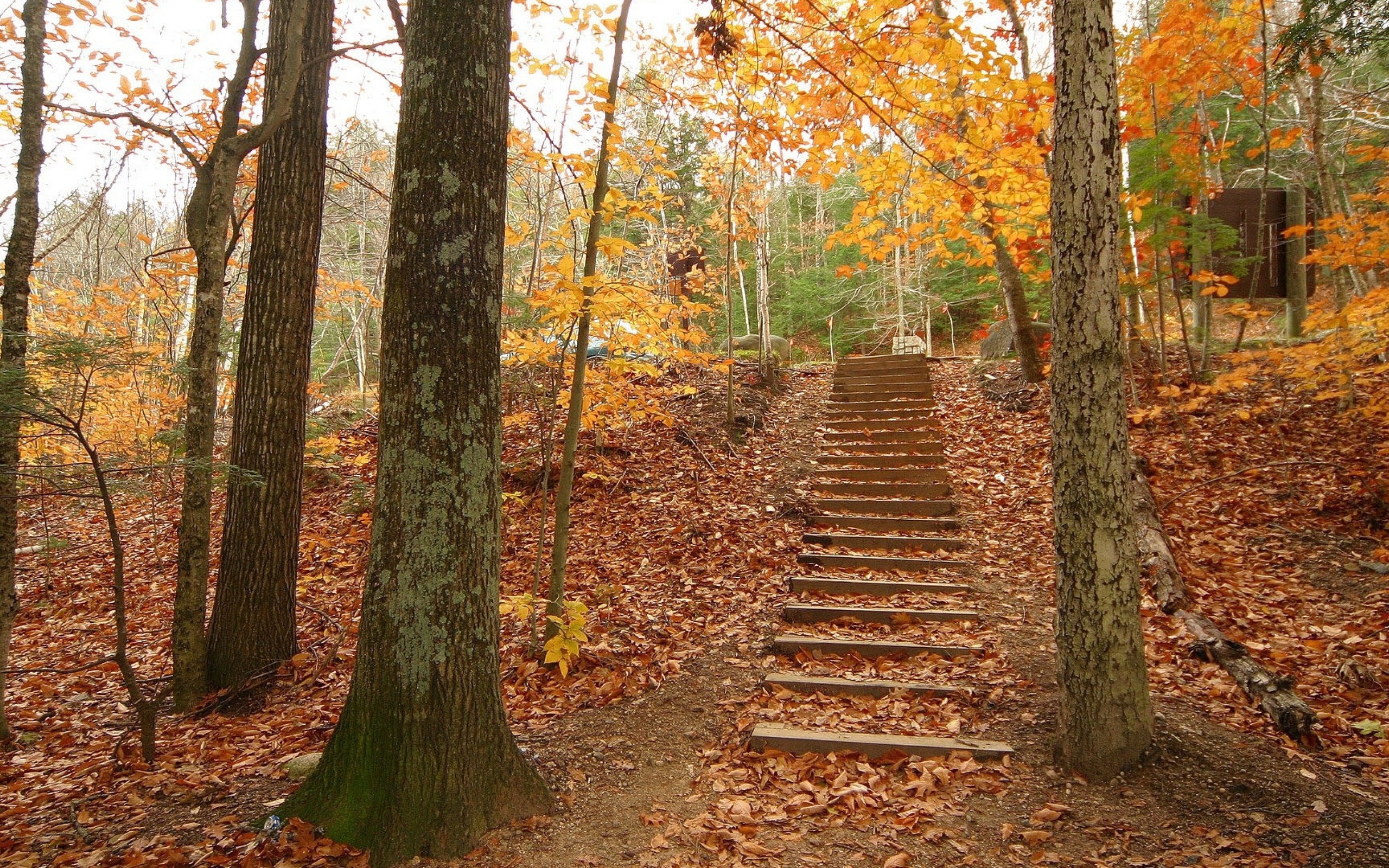 Fall scenes. Осенний лес. Осень в лесу. Осенняя тропинка. Лестница в лесу.