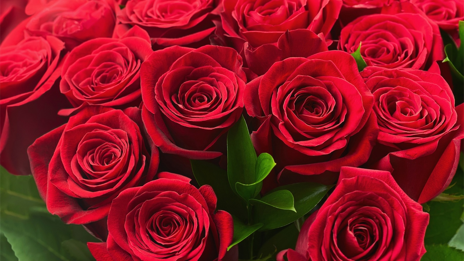 beautiful, colorful, roses, lovely, 8 , , , , red