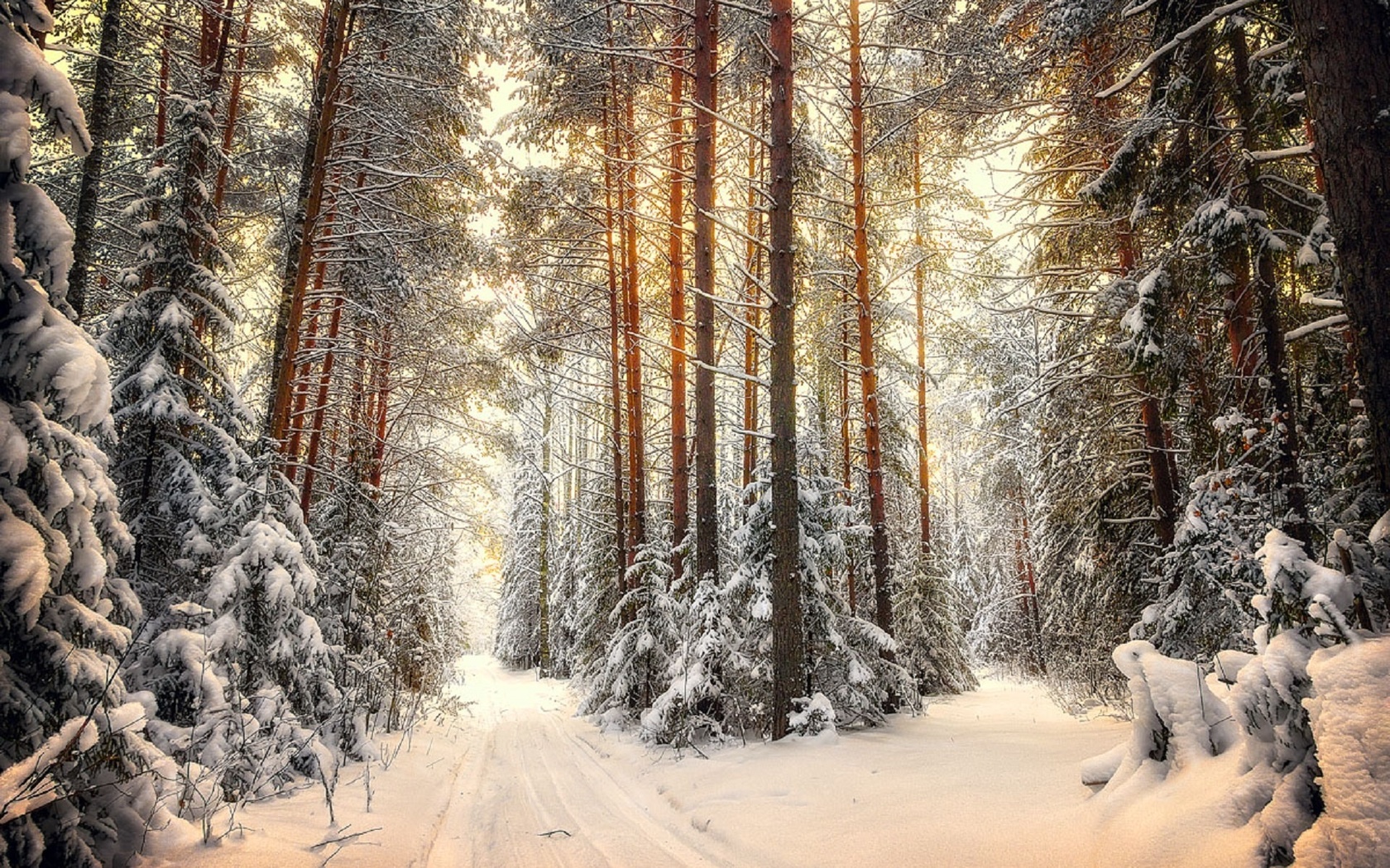 Зимняя сказка. Зимний лес. Сказочный зимний лес. Зимой в лесу. Сказочный лес зимой.
