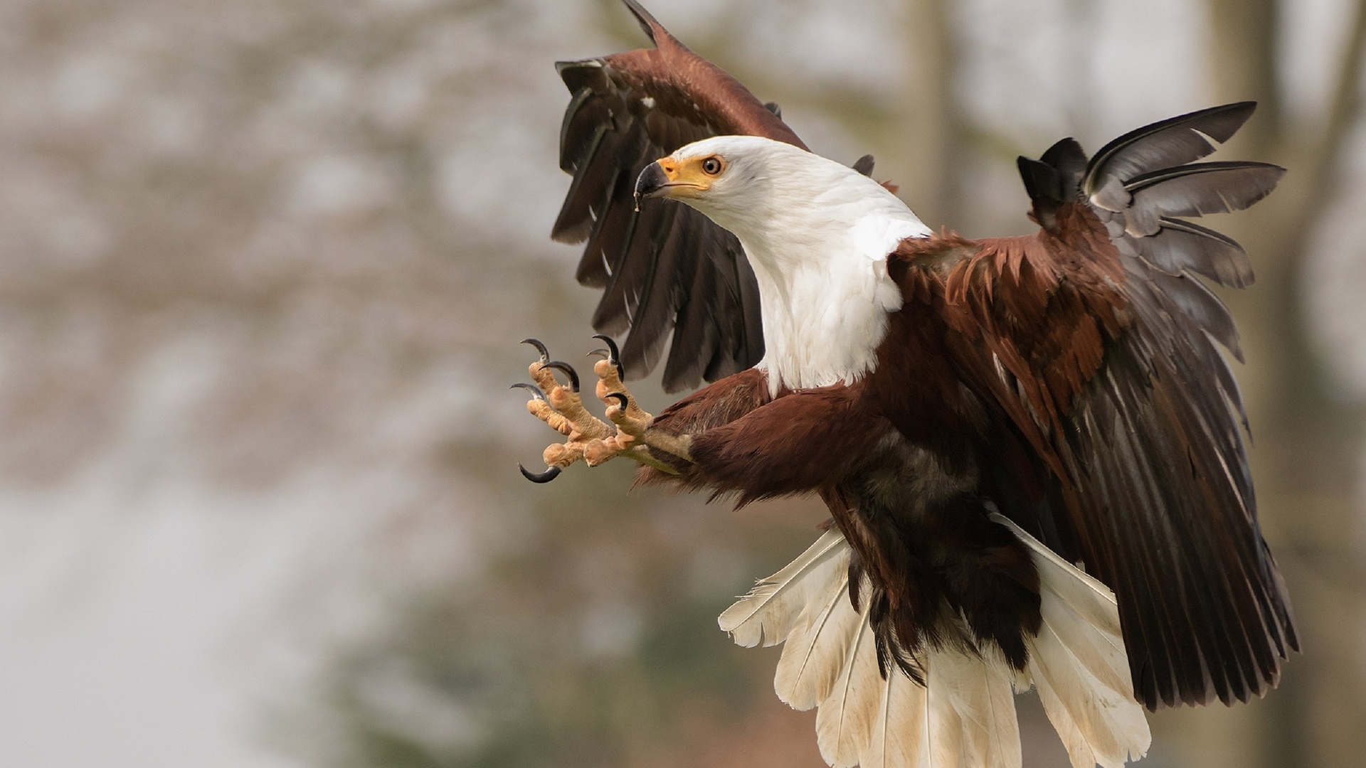 -, african fish eagle, maria kula