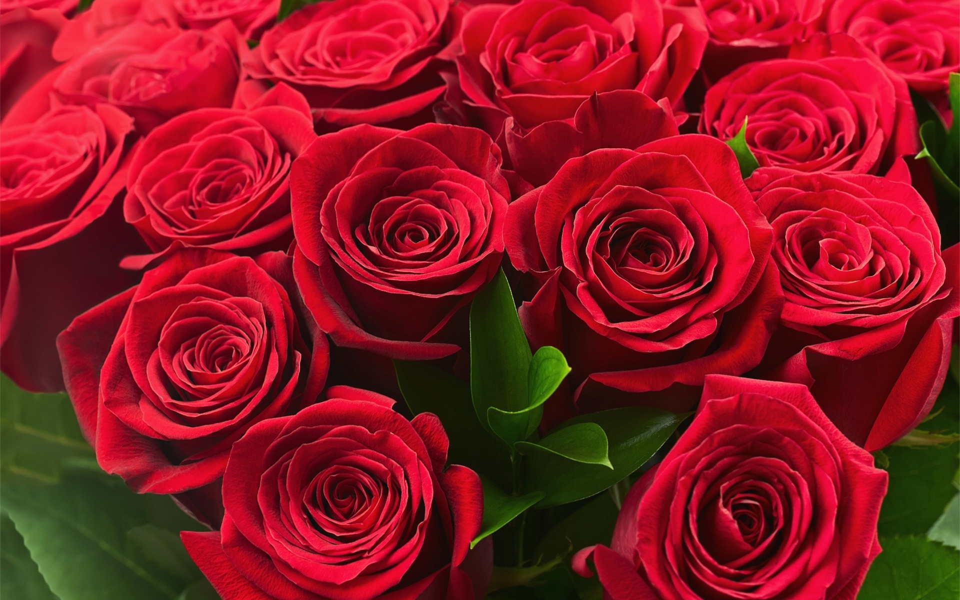 beautiful, colorful, roses, lovely, 8 , , , , red