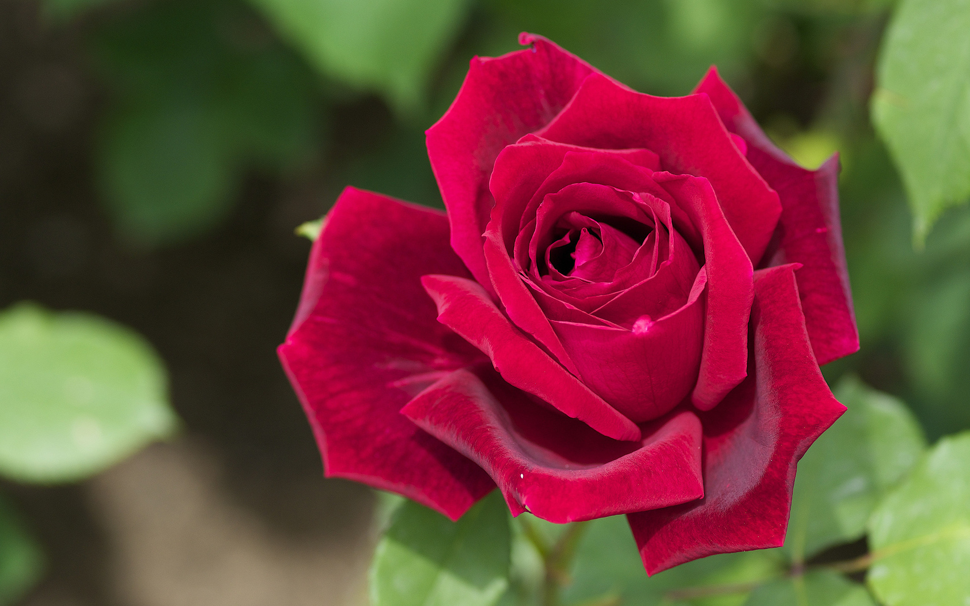 petals, rose, macro