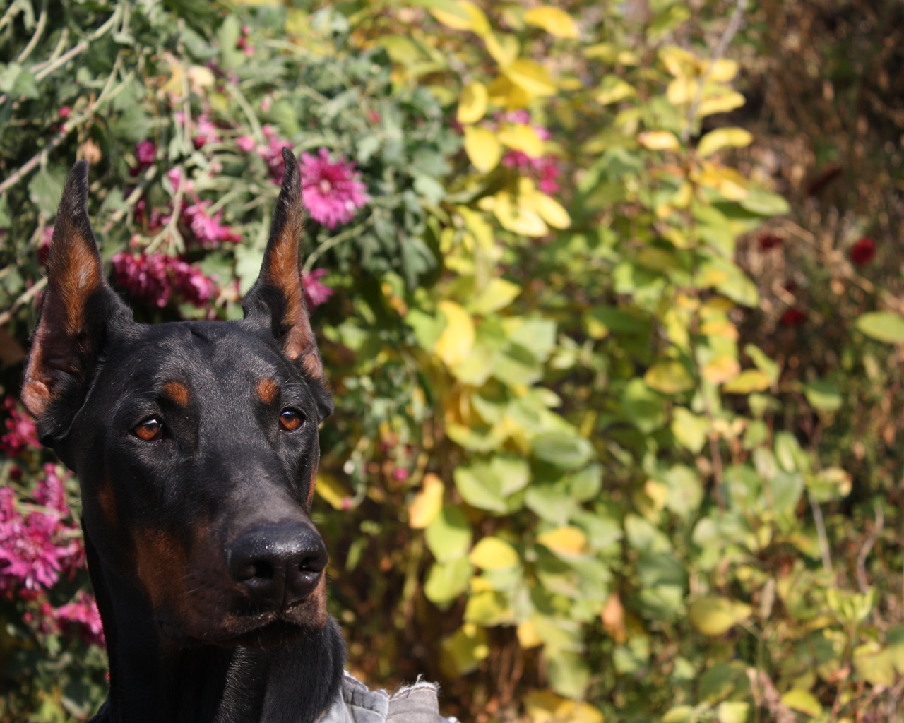 doberman pinscher, dog, doberman