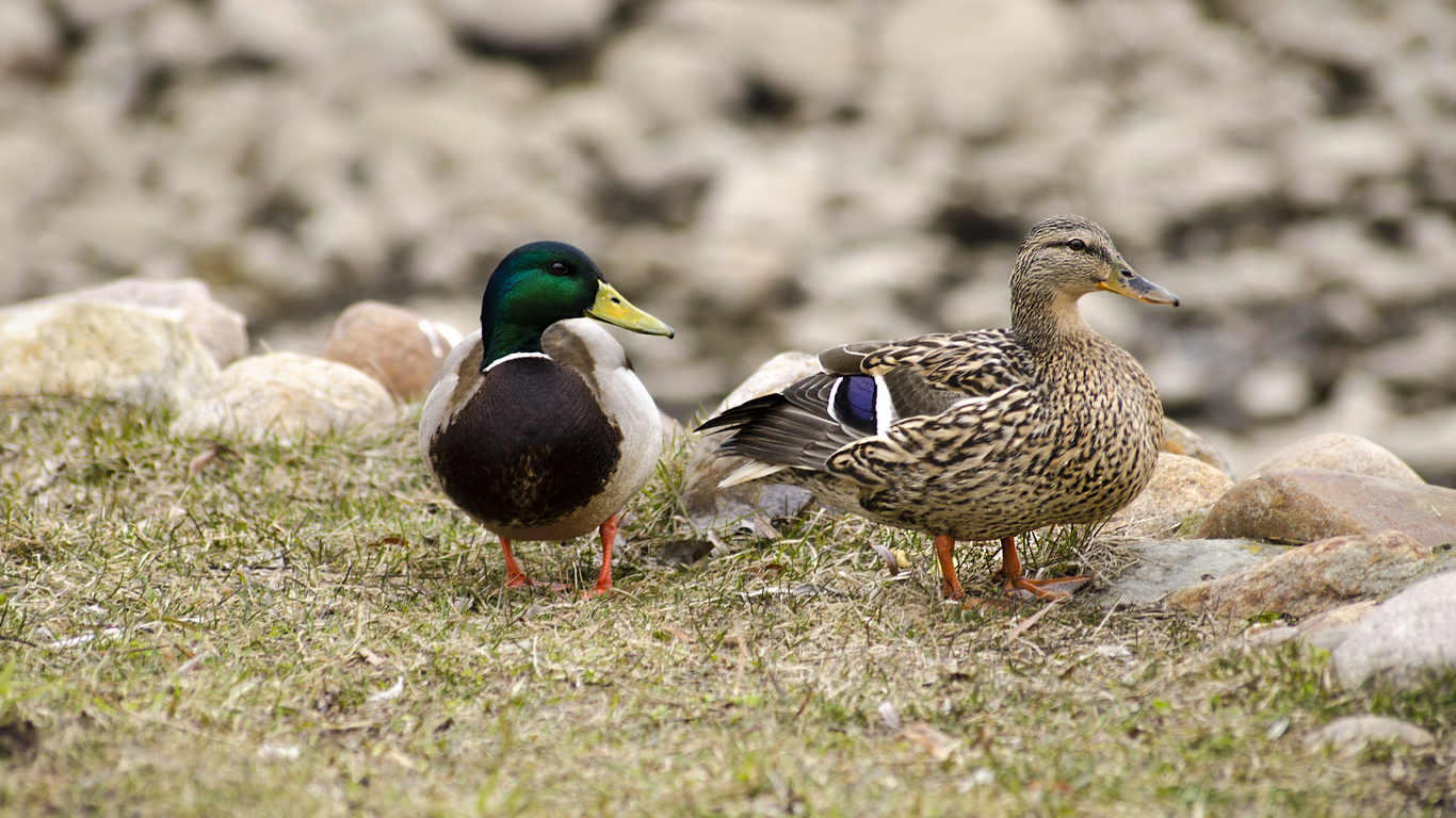 aristovart, , , landscape, nature, animal, wildlife, duck