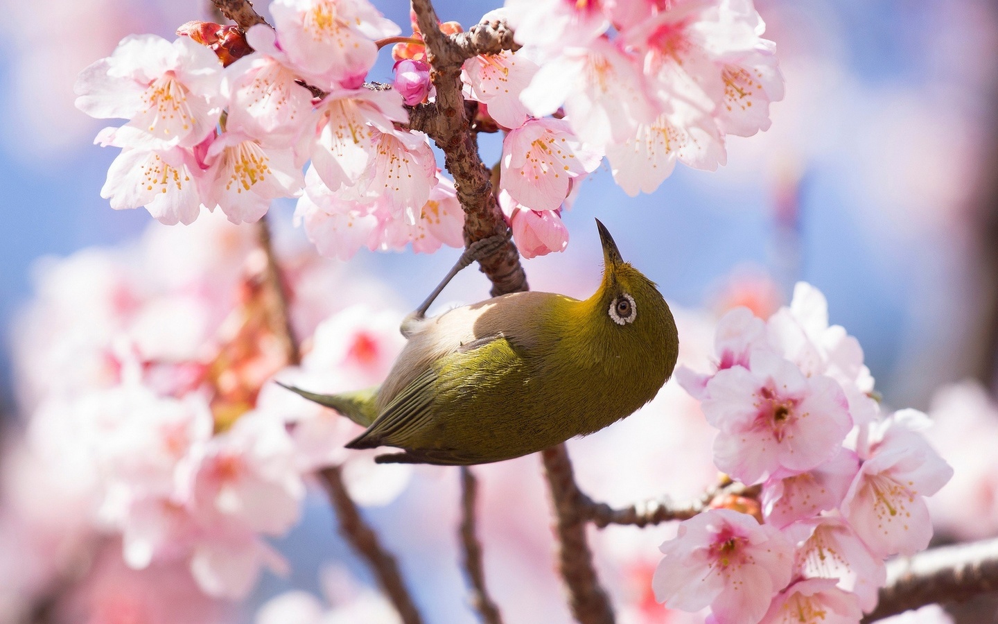 , , , , , ,  , white-eye, , silvereye