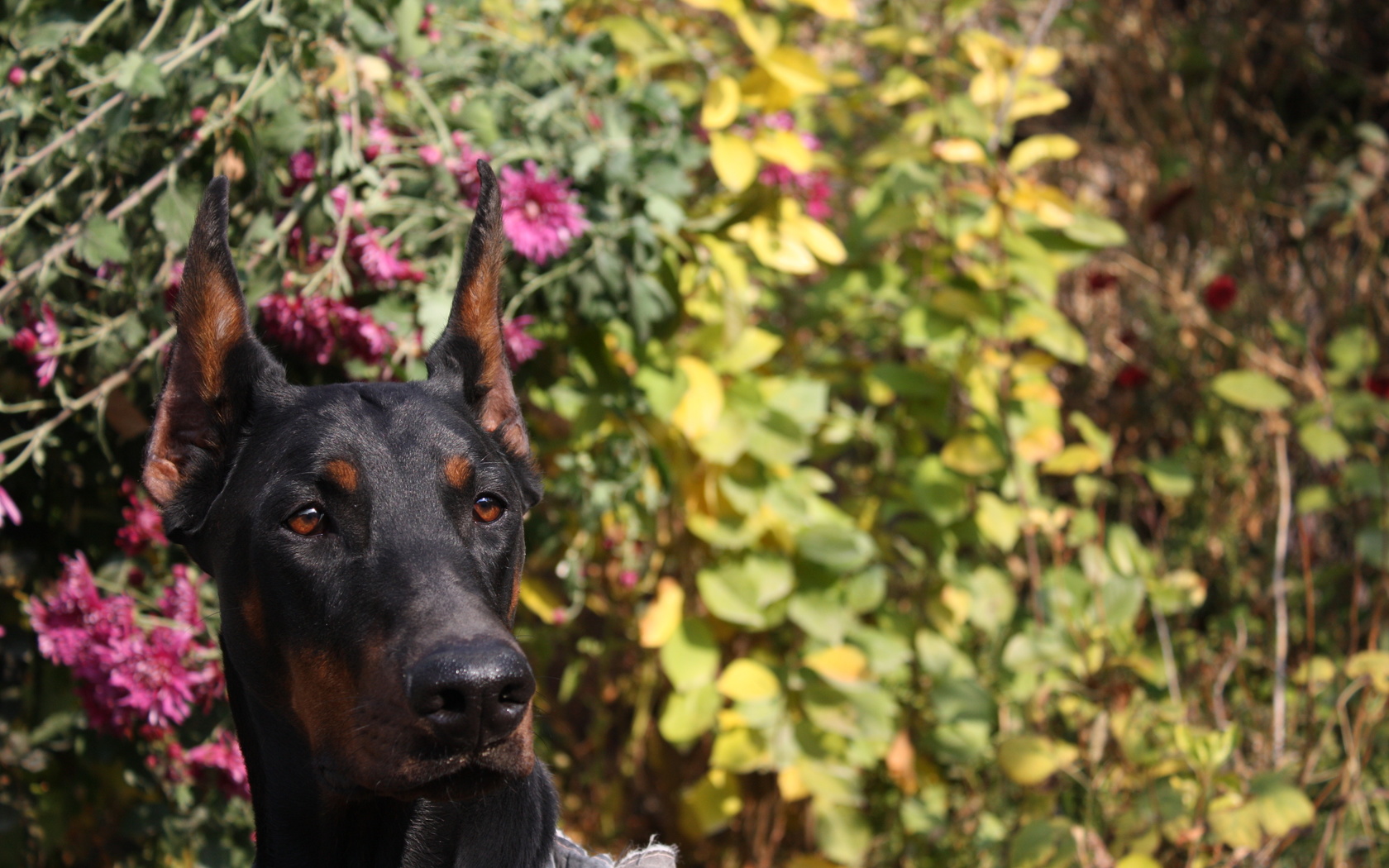 doberman pinscher, dog, doberman