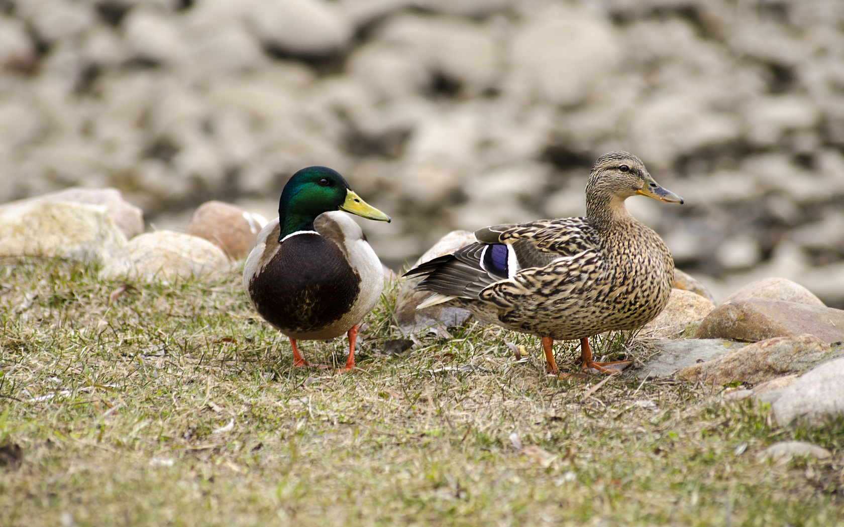 aristovart, , , landscape, nature, animal, wildlife, duck