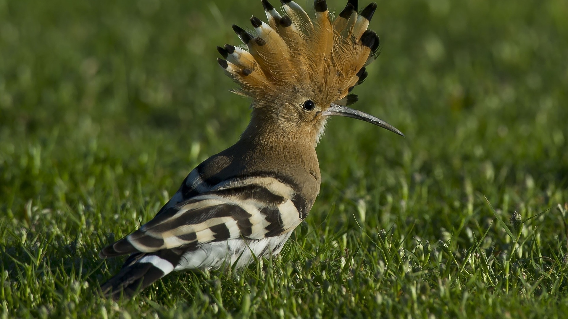 , , , hoopoe, hoopoe,udod