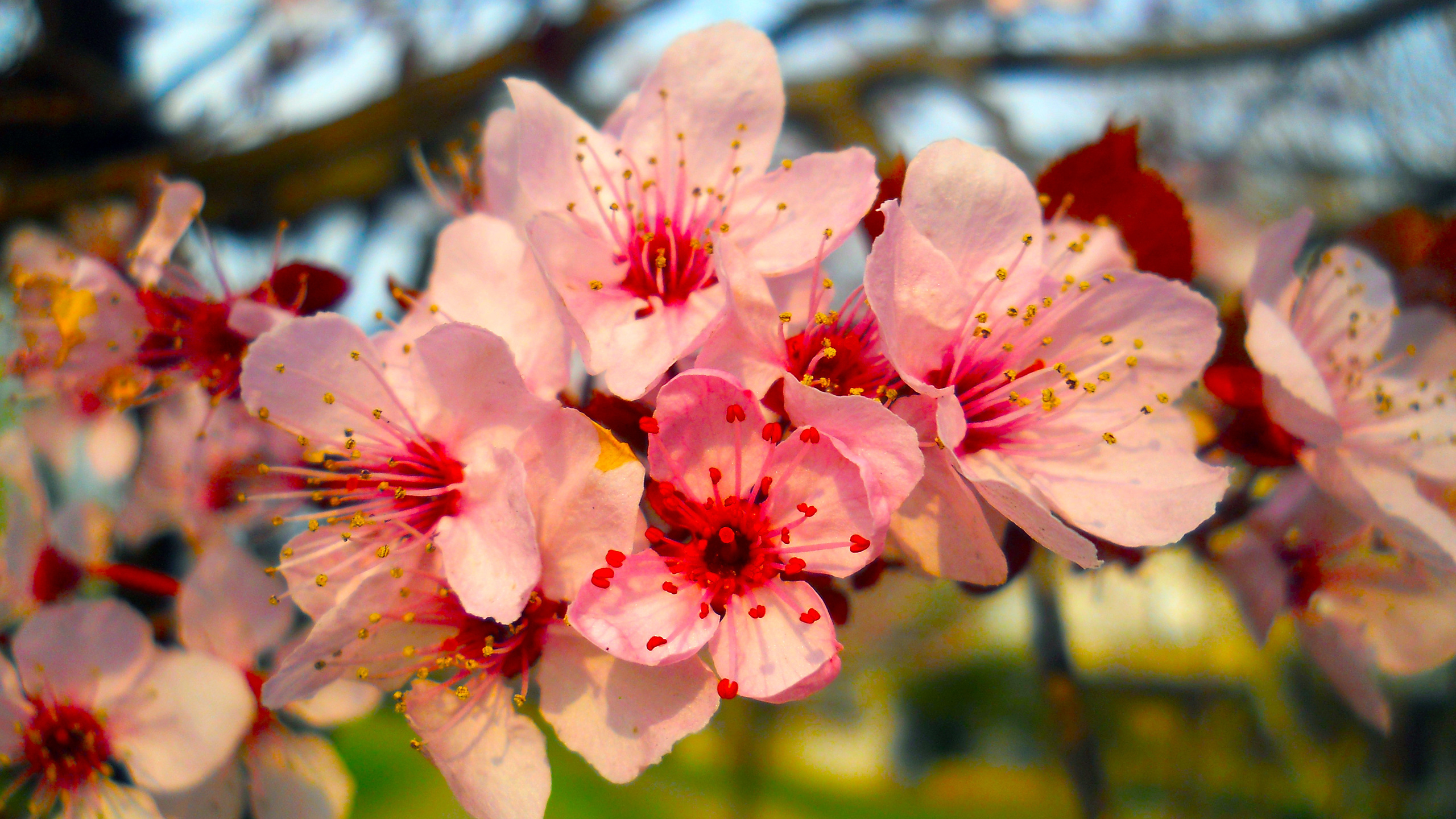 весна, ветка, цветение, цветы, сакура