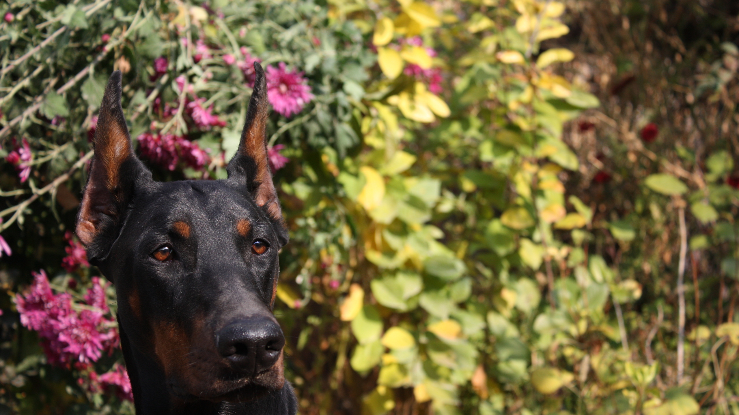 doberman pinscher, dog, doberman