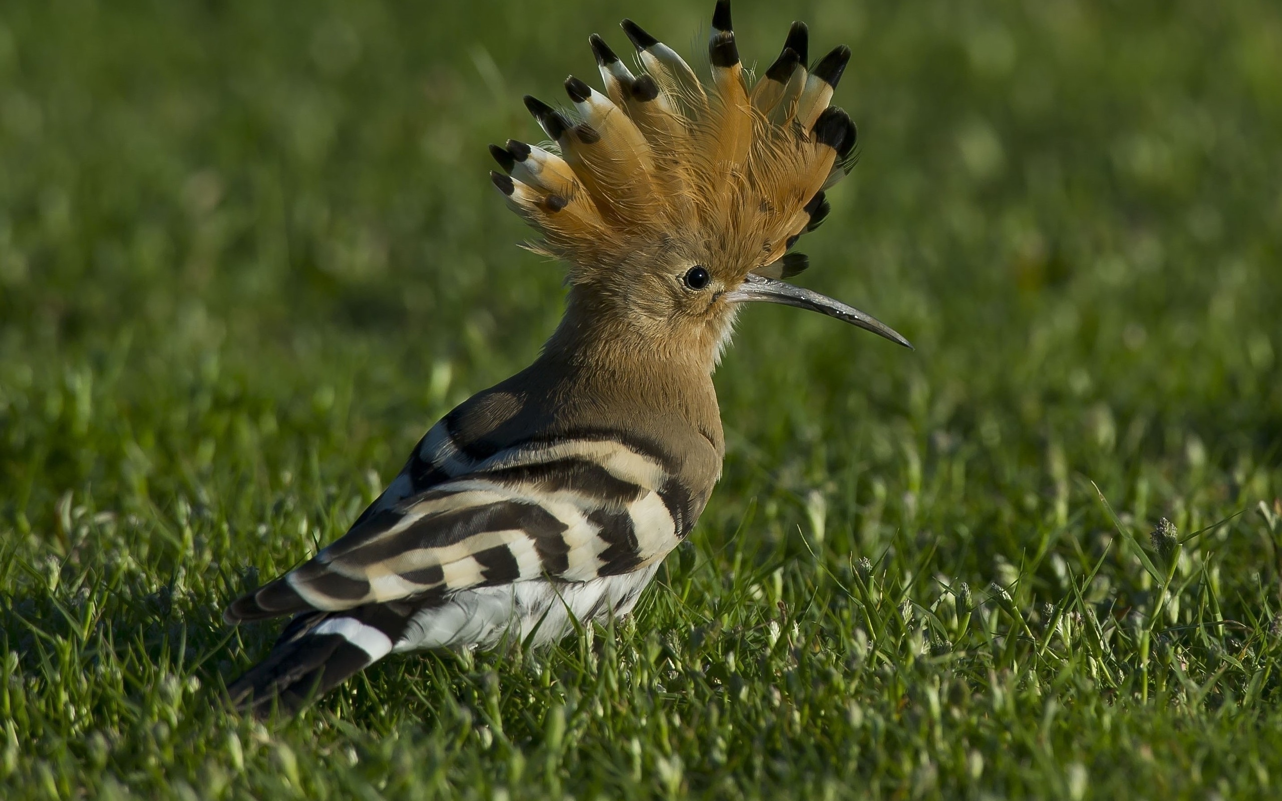 , , , hoopoe, hoopoe,udod