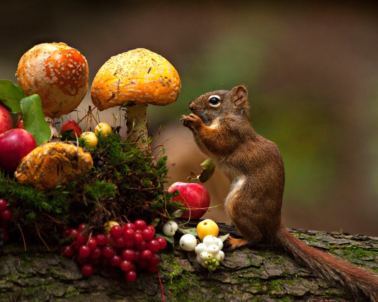 andre villeneuve, , , , , , , 