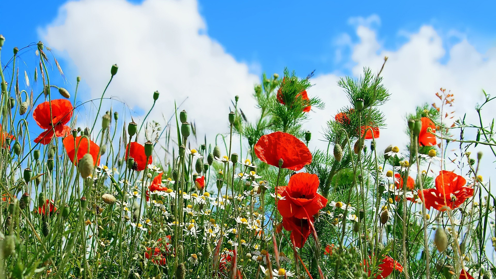 flower, camomile, poppy, clouds, summer