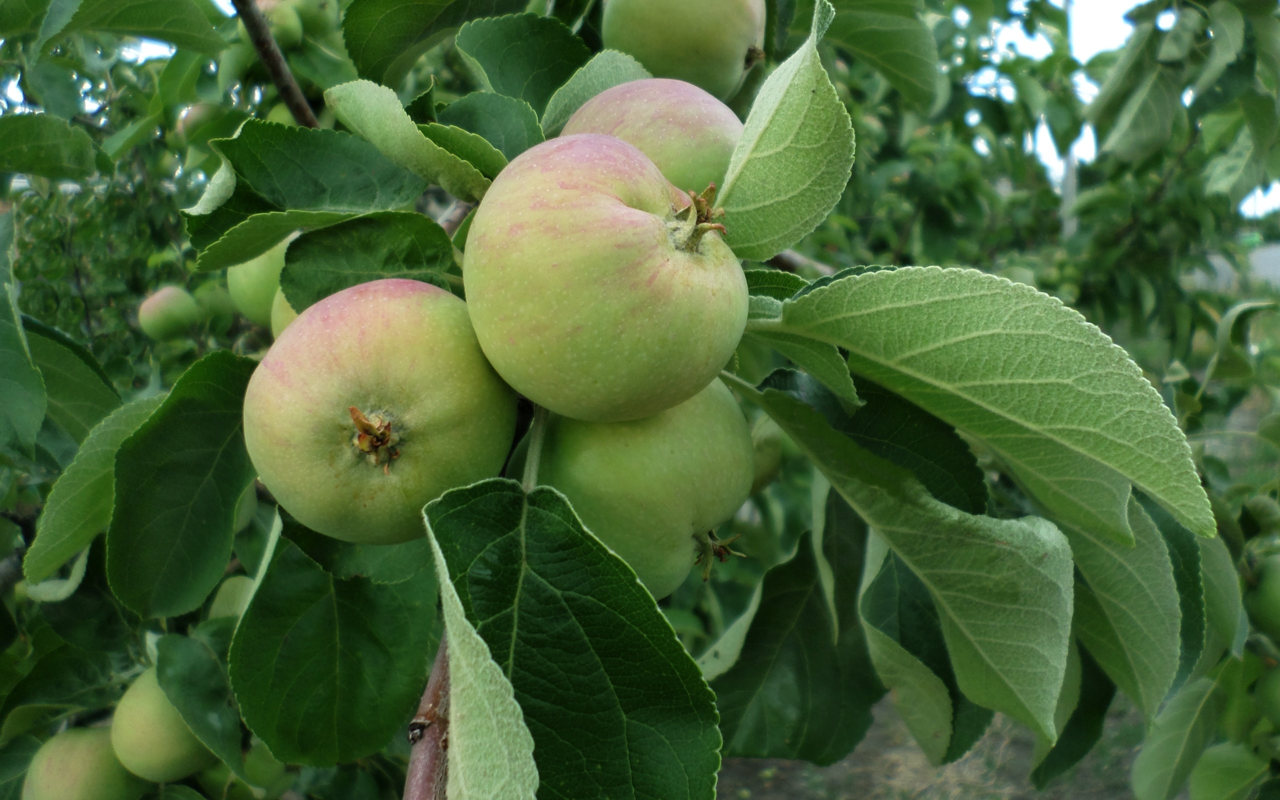Хорошее яблоко на русском. Плод яблони. Яблоня домашняя плоды. Созревание плодов яблони. Ветка яблони с яблоками.