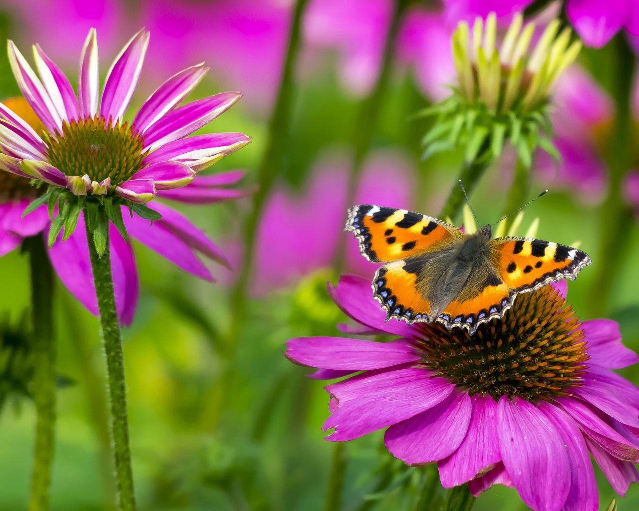 , , butterfly, small tortoiseshell, , , 