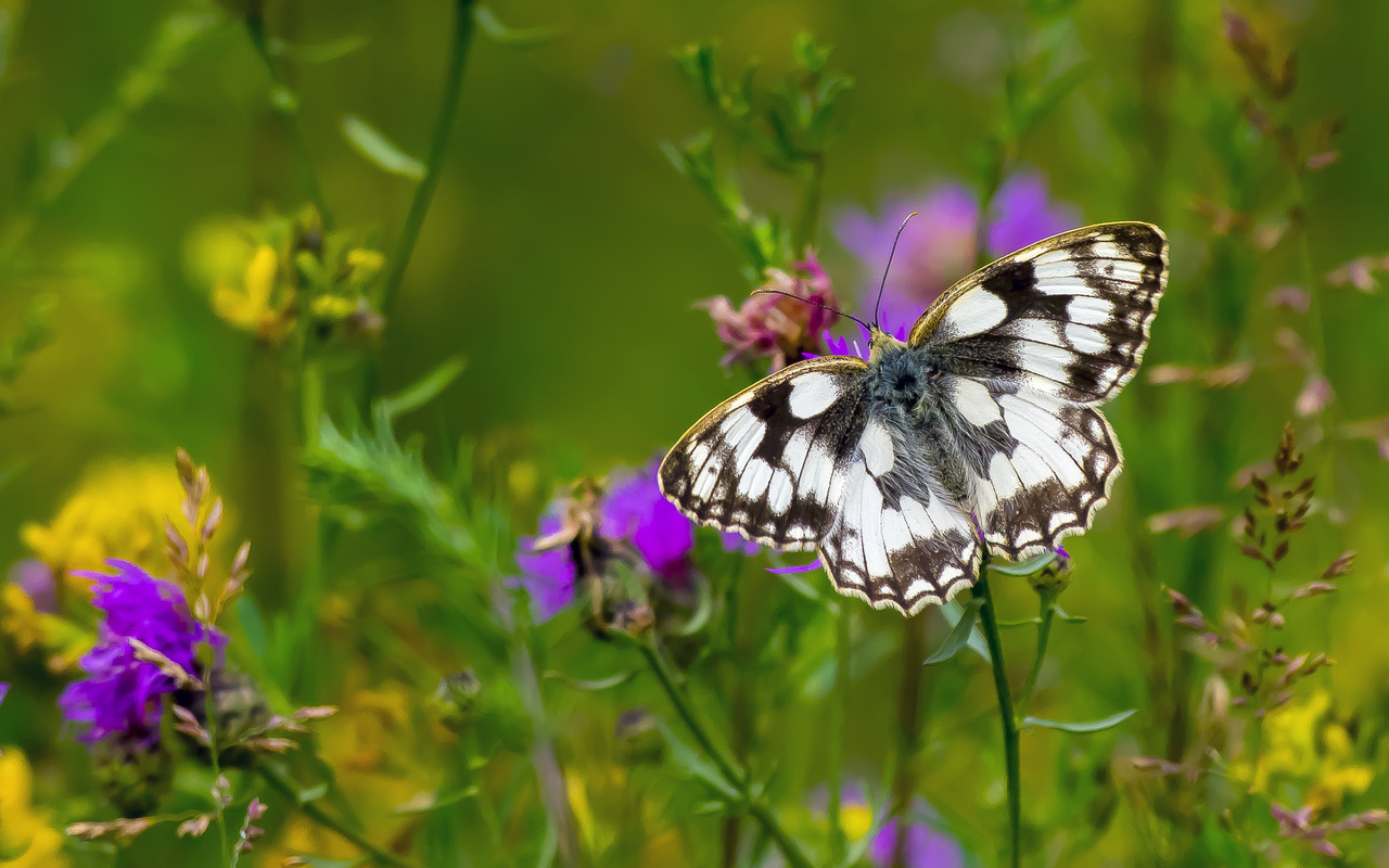 , butterfly, marbled white, , , 