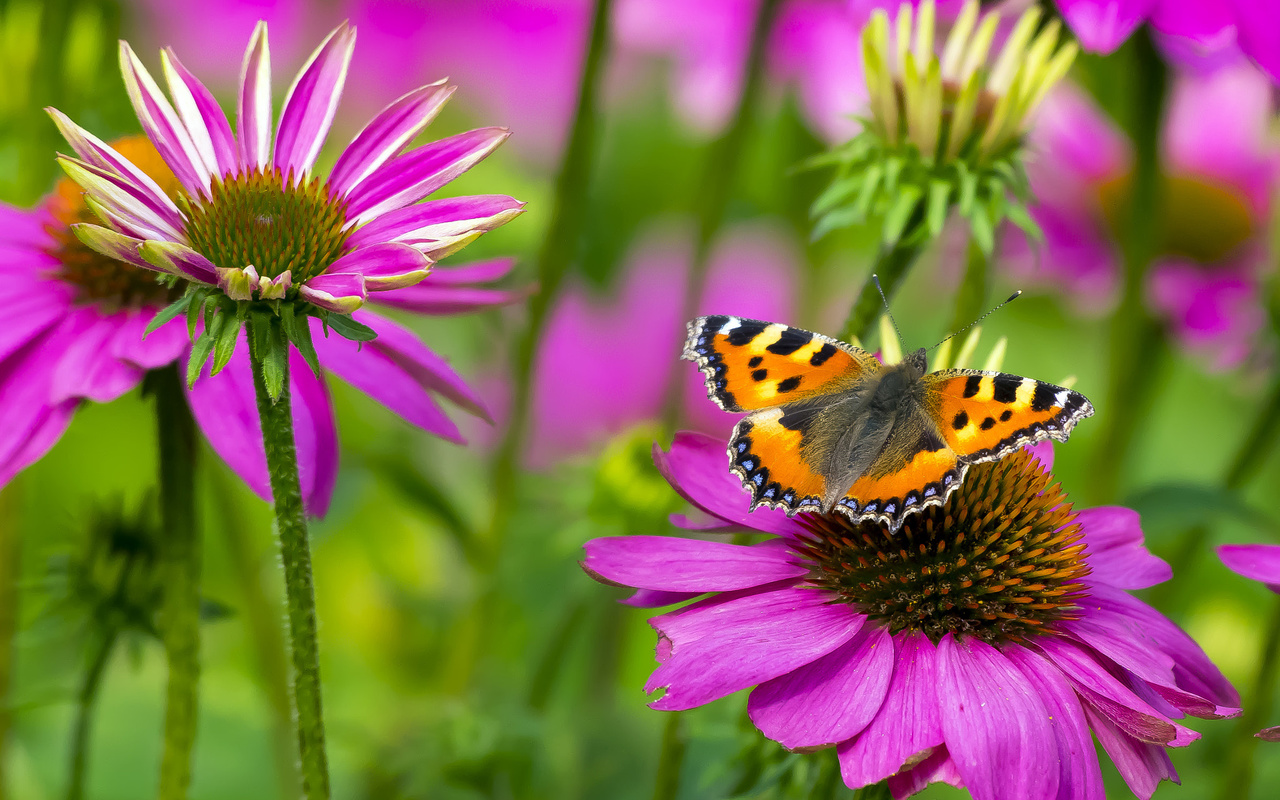 , , butterfly, small tortoiseshell, , , 