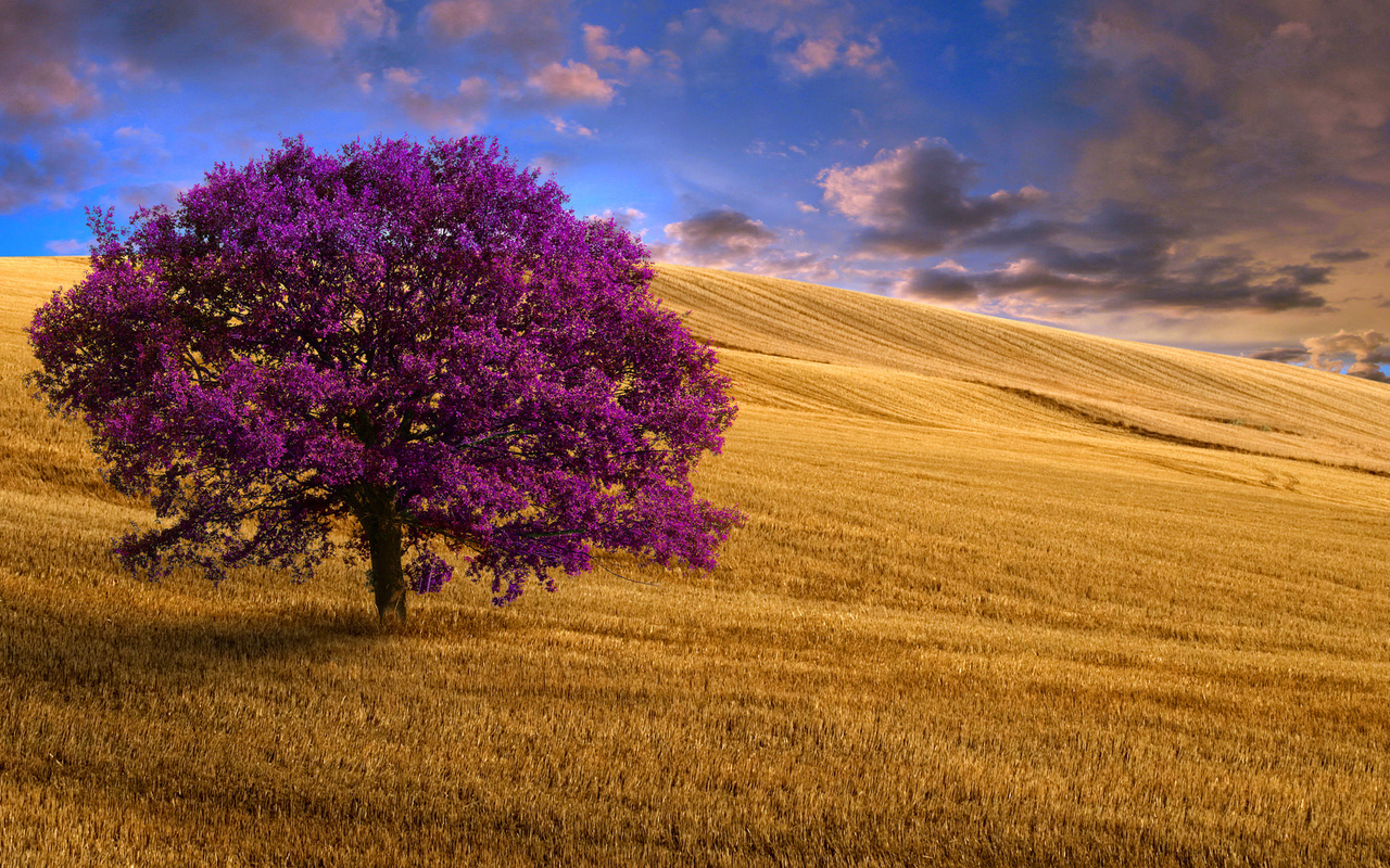 Сакура в ботаническом саду. Цветущие деревья. Сакура дерево. Цветущие сады. Дерево вишни цветущее.