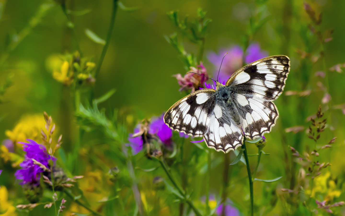 , butterfly, marbled white, , , 