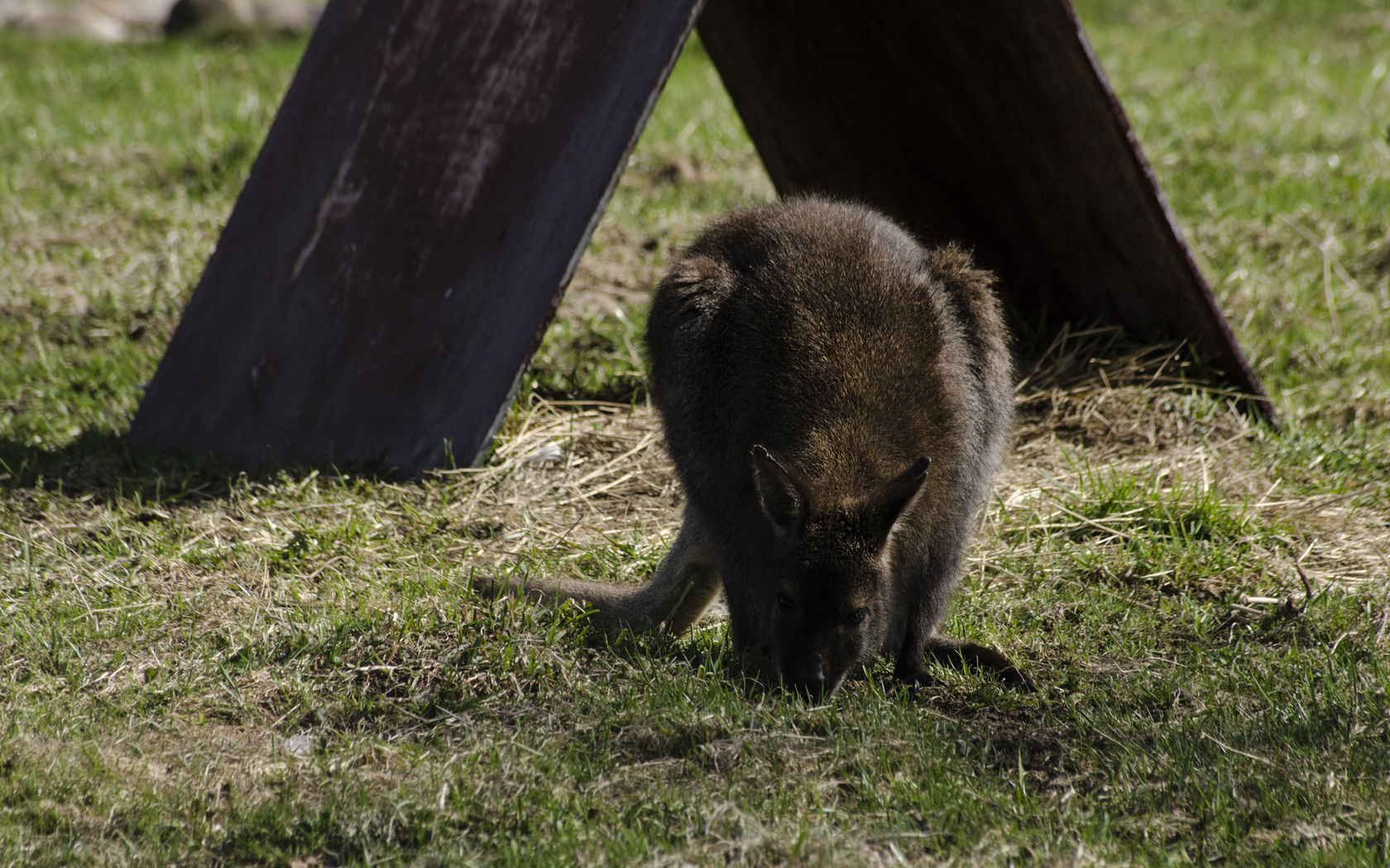 aristovart, , landscape, nature, wild, wildlife, beautiful, , 