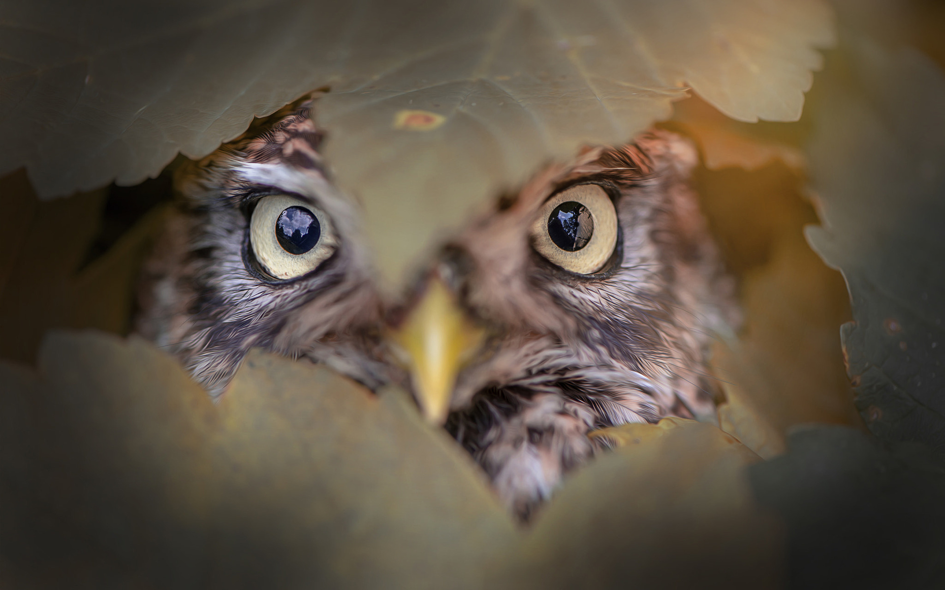 tanja brandt,  , , , , , , 