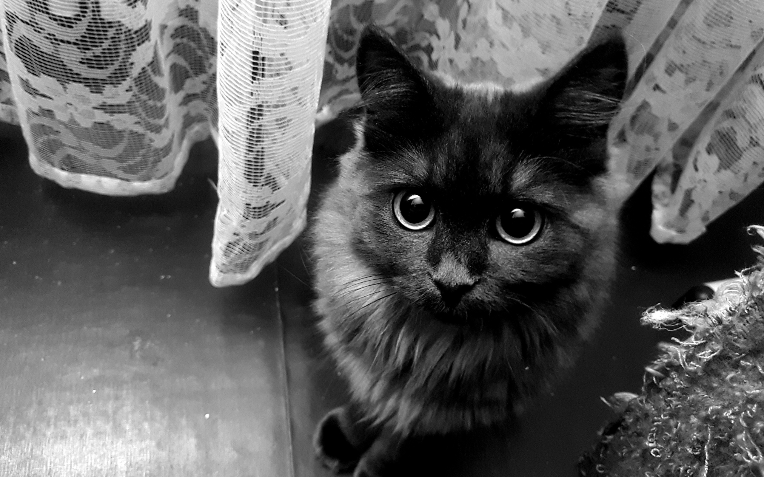 cat, eyes, black, white, , -, , , , , , , 