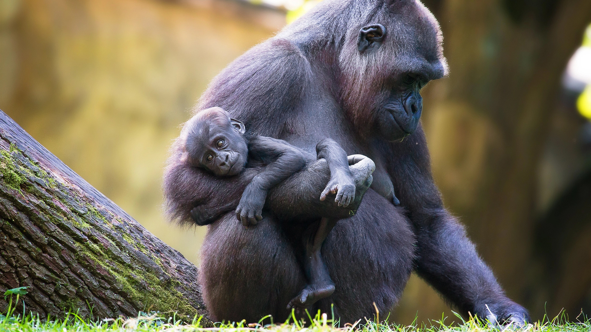 anja ellinger, ��������, �������, ��������, �������, ������, �����, �����