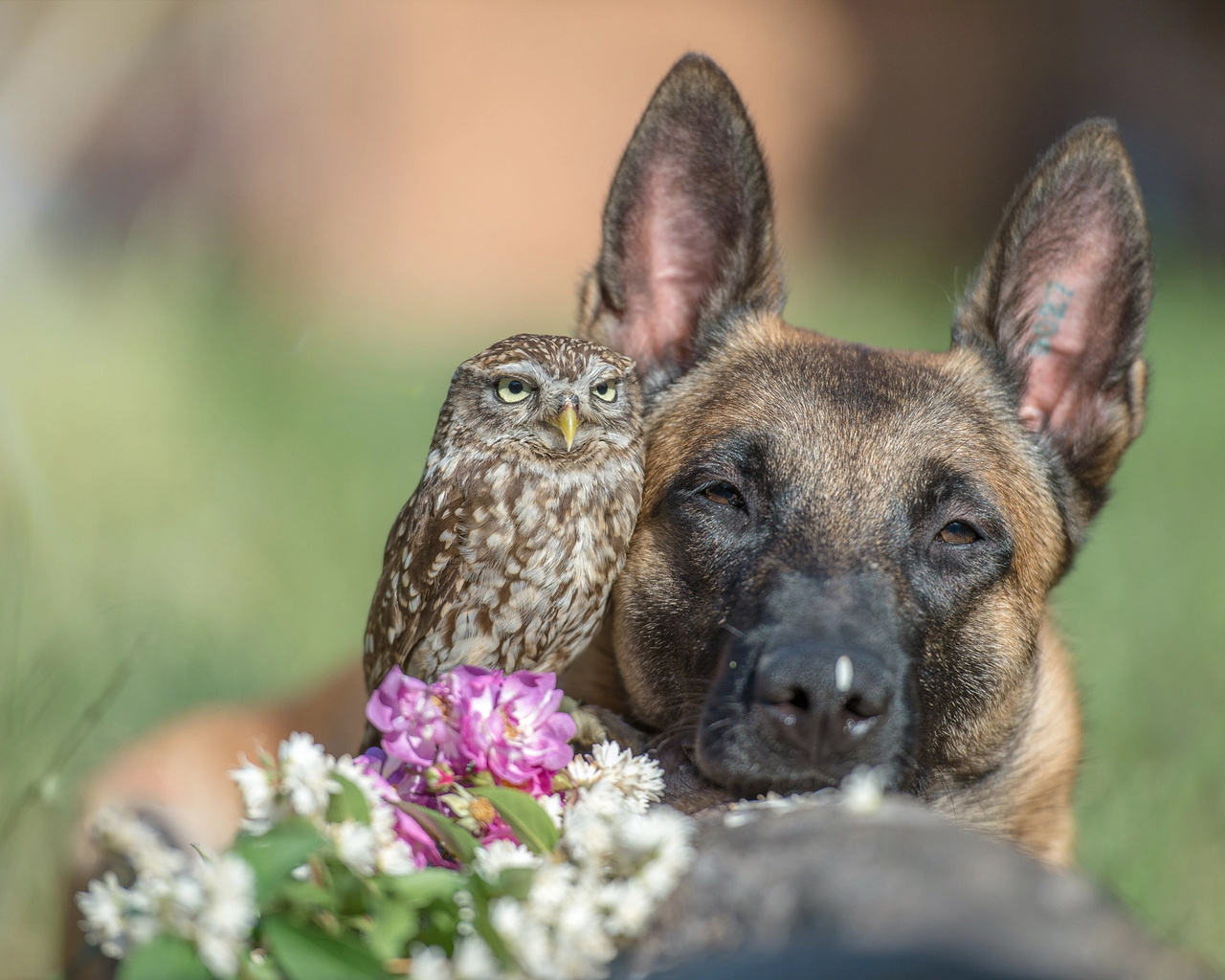 tanja brandt, , , , , , , , 